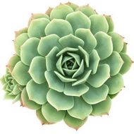 Anna-phylactic Shock